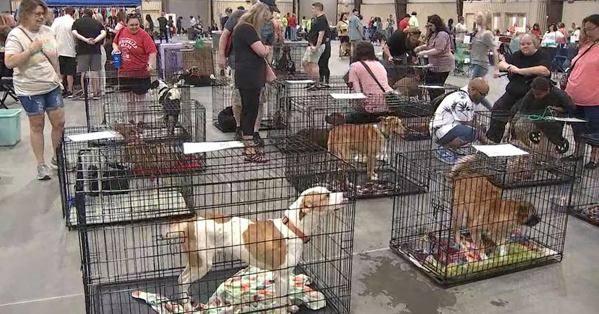 Oklahoma Alliance for Animals hosts ‘Rock & Rescue’ adoption event