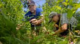 As cicadas descend upon Illinois, scientists seek to understand cascading food web impacts