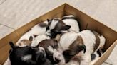 Puppies dumped in shoe box have ‘miracle’ reunion with mother | FOX 28 Spokane
