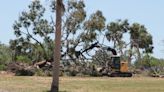 New College's tree removal from Uplands stuns neighbors | Your Observer
