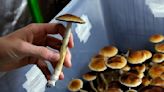 Colorado Voted to Decriminalize Psilocybin and Other Psychedelics