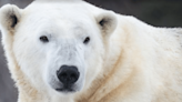 Polar Bear 'Baffin' Dies After Rough Play With Companion Bear 'Siku' At Calgary Zoo | Here's What Happened