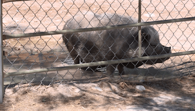 Las Vegas exotic, farm animals beat the record heat with water, frozen fruit, mud pits at Gilcrease Nature Sanctuary