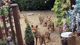 Scots woman feeds fox family sausage rolls for 25 years and is now on fourth generation