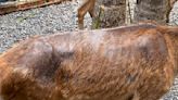 高雄淨園農場遭爆不當照顧動物 業者暫停餵食體驗、市府開罰