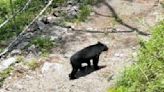 玉山東部園區3天2件「台灣黑熊出沒」 居民來上千次驚訝首見！