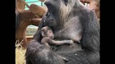 Endangered baby gorilla is first born at DC zoo in 5 years. See mom give it cuddles