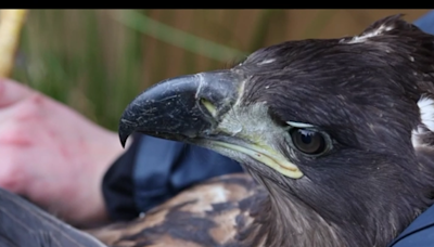 Release of White-tailed Eagle Chicks