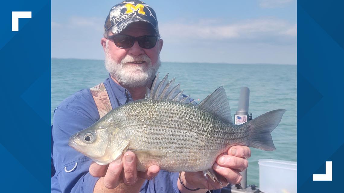 NEW STATE RECORD | Angler reels in 2.5-pound white perch on Lake St. Clair