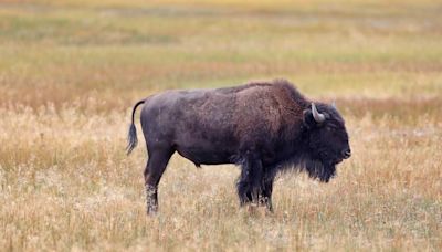 Yellowstone Tourist Roars at Bison Before Getting Attacked