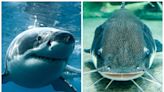 Netflix’s Seine-Set Shark Thriller ‘Under Paris’ Faces Take Down Threat Amid Original Story Lawsuit