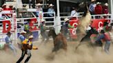 Two horses, steer euthanized at Calgary Stampede | News