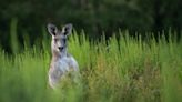 Kangaroo captured after half a year on the loose in Germany