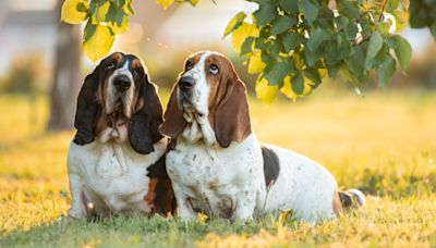 Basset Hounds Turn on the Charm When Mom Catches Them Digging Holes in the Backyard