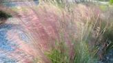 Ornamental grasses can beautify your yard, benefit your environment | Sally Scalera