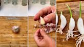 Gardener demonstrates simple way to grow garlic 'year-round' from supermarket head of garlic: 'This is an awesome tip'