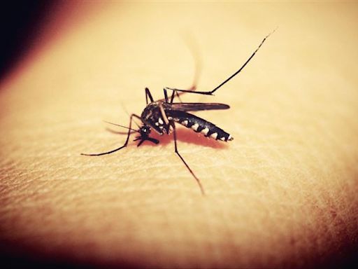蚊子為何半夜總在「耳邊」嗡嗡響？專家曝2原因：和氣味、濃度有關係