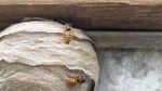 10 Places to Check for Wasp Nests Right Now