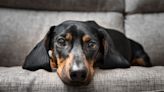 Five signs of dog allergies you really need to know