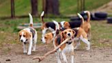 What You Need To Know About the 4,000 Beagles Being Rescued From a Virginia Breeding Facility