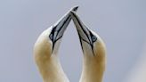 Climate reshapes life for tenacious gannets on Quebec isle