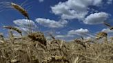 Temperaturas bajo cero complican la situación del trigo