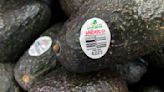 US will gradually resume avocado inspections in conflictive Mexican state, ambassador says