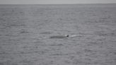 Regresaron las ballenas sei al Mar Argentino, una especie «importante para mitigar los efectos del cambio climático»