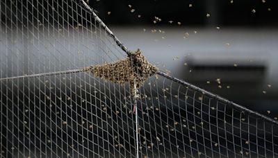 Bees delay start of Dodgers-Diamondbacks game