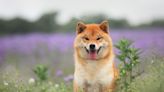 Just How High Can Shiba Inu Fly in 2023?