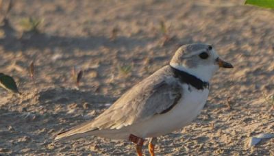 Nearly-extinct piping plover, Sea Rocket, spotted on Chicago beach