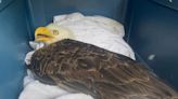 Bald eagle in emergency care after flying into truck in Ashford