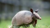 San Antonio Zoo Armadillo’s ‘Basketball’ Skills Have People Impressed