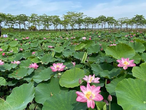 蓮泥共好･荷勒仲夏 2024白河蓮花季 即將熱鬧登場 | 蕃新聞