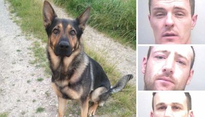 How brave police dog Logan helped catch violent gang who attacked him and handler with bricks