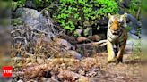 Efforts for Tiger Conservation at Barnawapara Sanctuary | Raipur News - Times of India