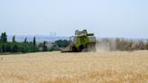 Finaliza la siega de trigo y cebada en Algete con 1,3 millones de kilos recogidos