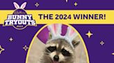 Louie the raccoon named winner of 2024 Cadbury Bunny tryouts