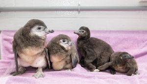 New England Aquarium welcomes four new African penguin chicks