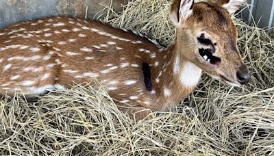 Texas ranchers push for ban on balloon releases after baby deer suffer cuts, gashes