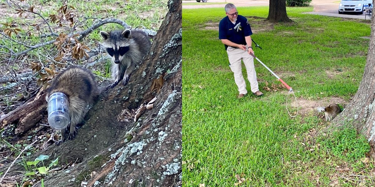 Raccoon with head in jar rescued by NPSO, animal control