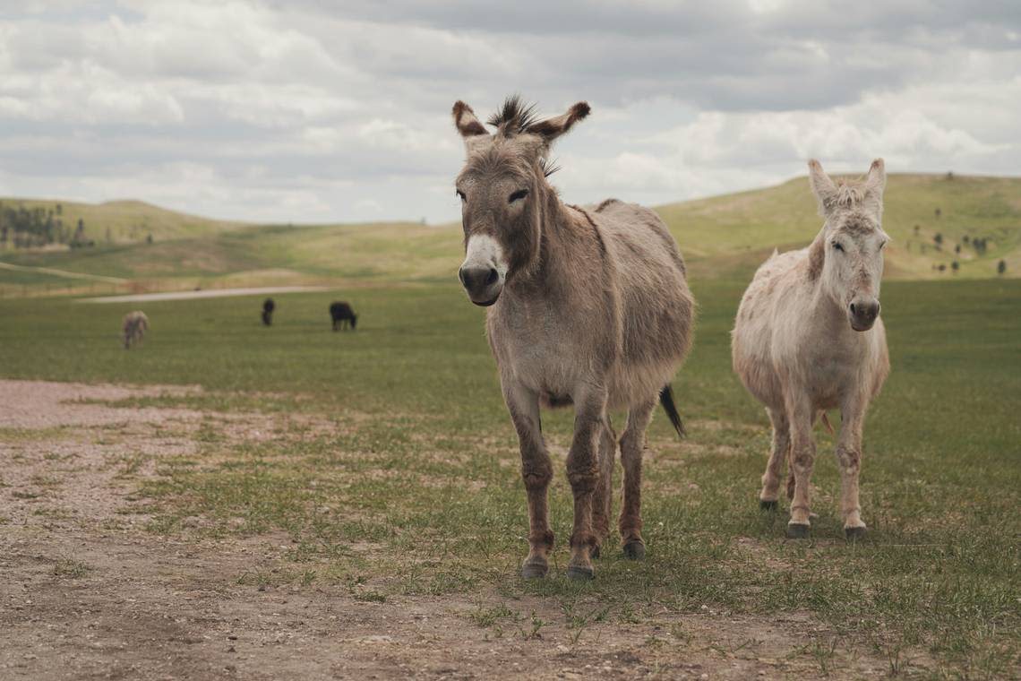 New clues revealed in ‘senseless’ killing of 19 wild burros, California officials say