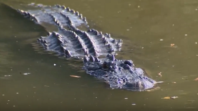 'It was horrible': Witness describes dramatic rescue of Florida man who was bitten by alligator