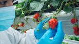 Oishii launches high-tech, solar-powered strawberry farm in Phillipsburg