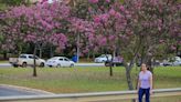 Floração dos roxos abre a temporada dos ipês em Brasília