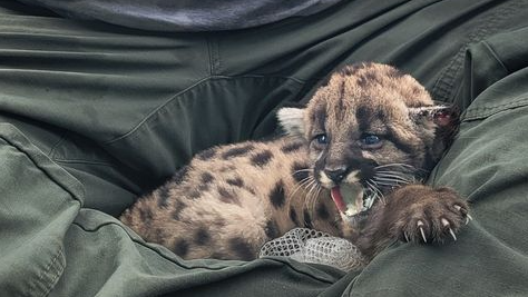 Florida Fish and Wildlife Research Institute assesses panther kittens