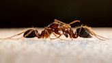 Smell is the crucial sense that holds ant society together, helping the insects recognize, communicate and cooperate with one another