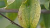 Wet weather can lead to disease in plants. Here's how to fight issues.