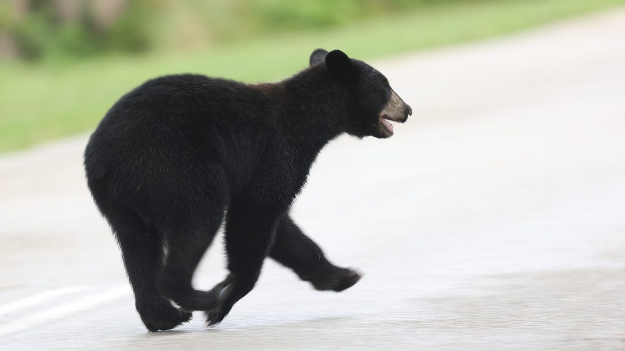 Why are bears wandering into Florida cities? Some things to know about these furry giants
