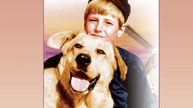 A Dog of Flanders (1959) Streaming: Watch & Stream Online via Amazon Prime Video & Peacock